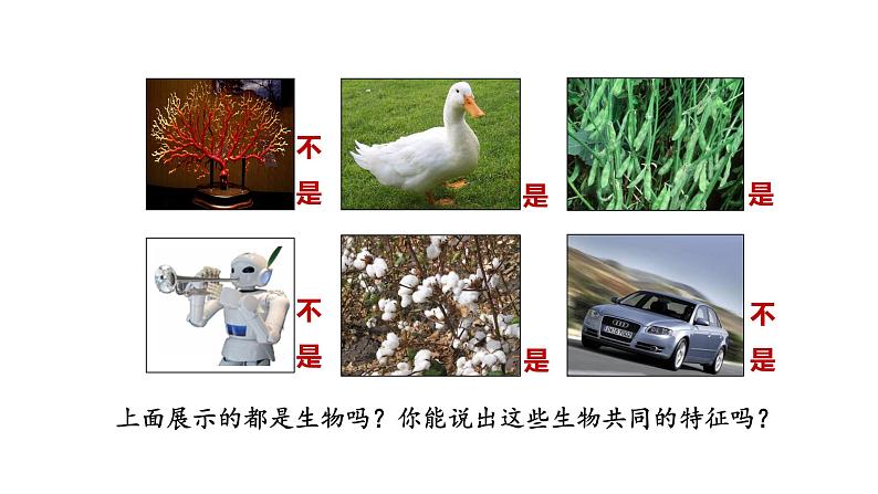 1.1.2 生物的特征课件 2024-2025学年人教版(2024)生物七年级上册第5页