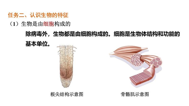 1.1.2 生物的特征课件 2024-2025学年人教版(2024)生物七年级上册第8页