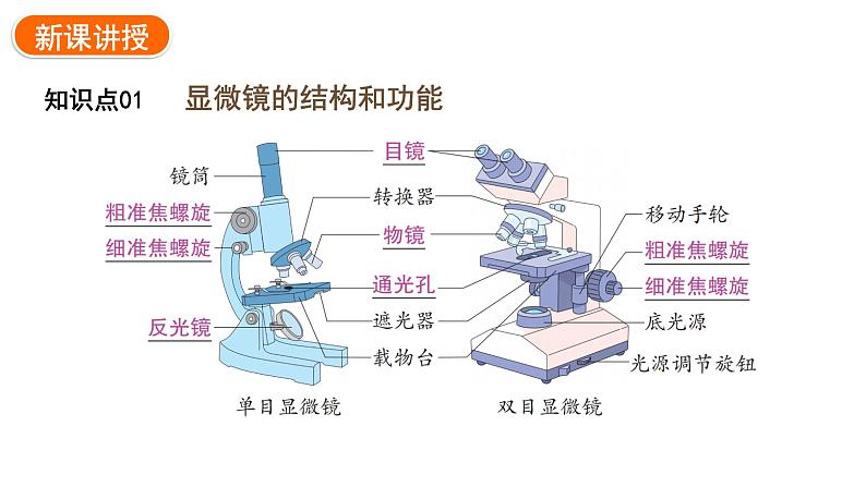 1.2.1学习使用显微镜课件---2024-2025学年人教版(2024)生物七年级上册04