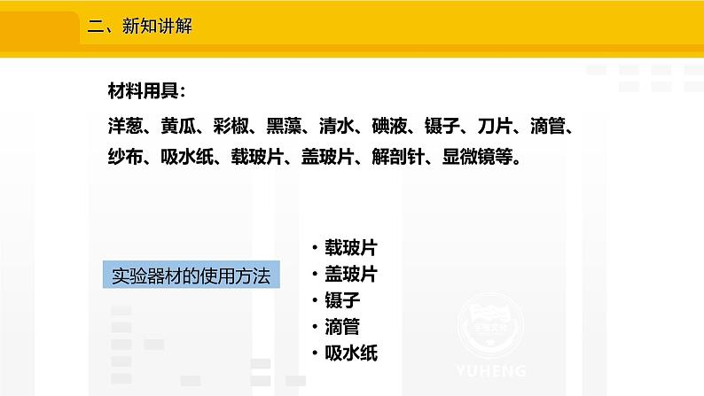 1.2.2 植物细胞 课件---2024-2025学年人教版(2024)生物七年级上册04