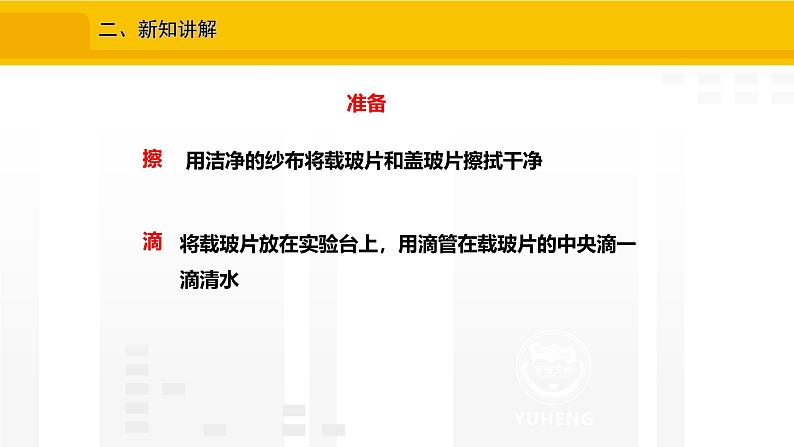 1.2.2 植物细胞 课件---2024-2025学年人教版(2024)生物七年级上册06