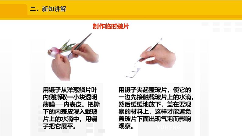 1.2.2 植物细胞 课件---2024-2025学年人教版(2024)生物七年级上册07