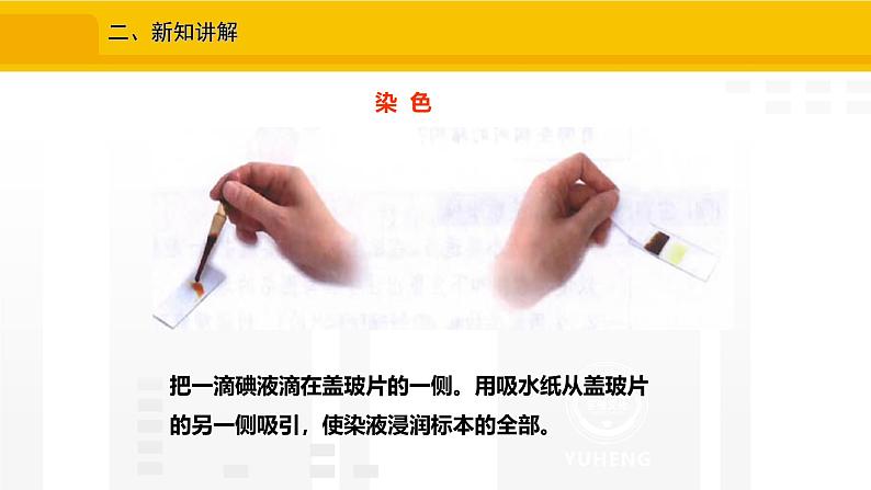 1.2.2 植物细胞 课件---2024-2025学年人教版(2024)生物七年级上册08