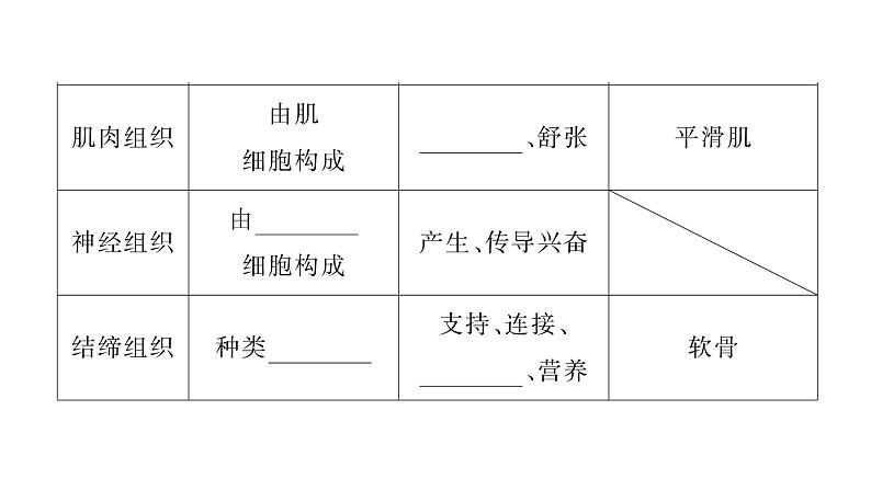 1.3.2 动物体的结构层次 习题课件---2024-2025学年人教版(2024)生物七年级上册第6页
