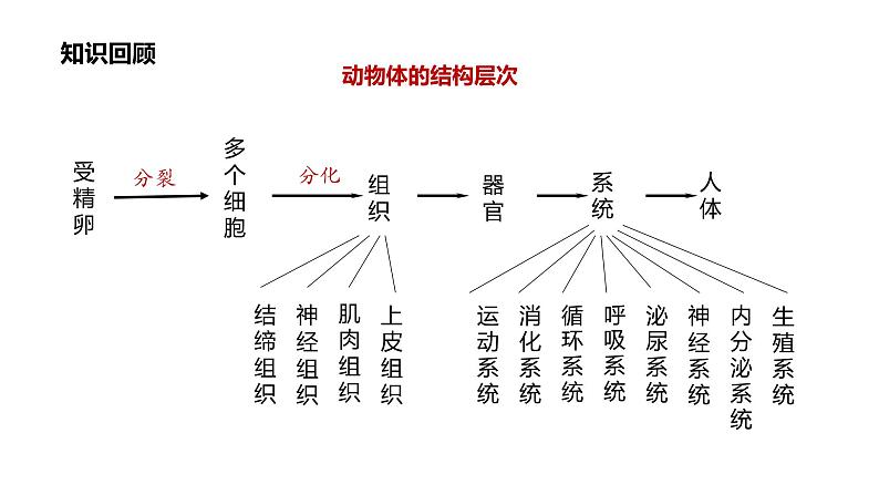 1.3.3 植物体的结构层次课件------2024-2025学年人教版(2024)生物七年级上册02