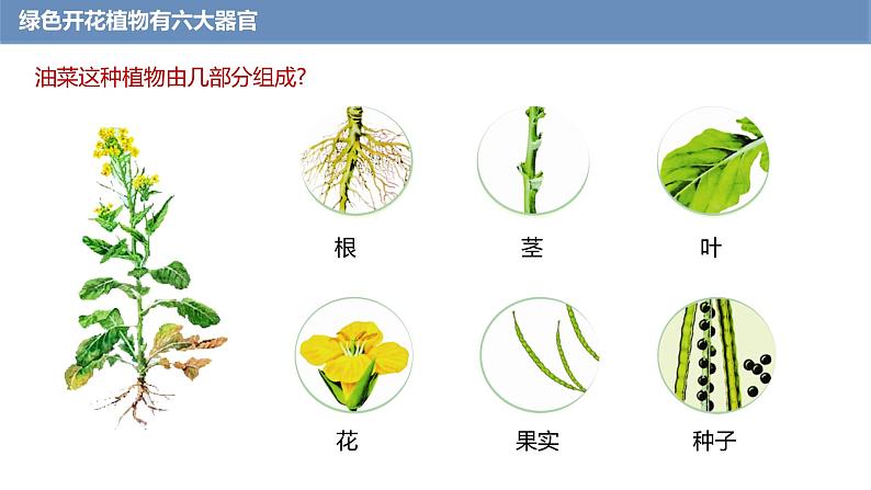 1.3.3 植物体的结构层次课件------2024-2025学年人教版(2024)生物七年级上册04