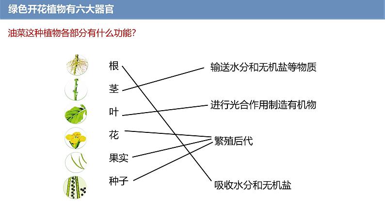 1.3.3 植物体的结构层次课件------2024-2025学年人教版(2024)生物七年级上册05
