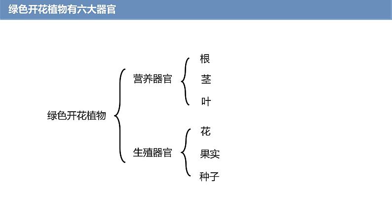 1.3.3 植物体的结构层次课件------2024-2025学年人教版(2024)生物七年级上册06