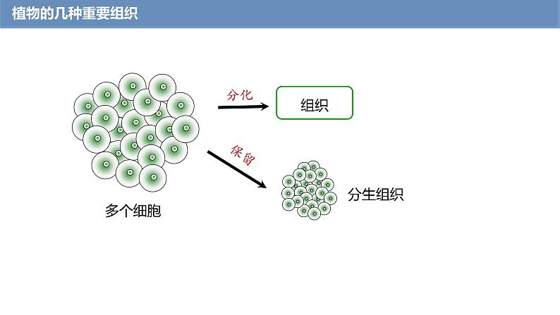 1.3.3 植物体的结构层次课件------2024-2025学年人教版(2024)生物七年级上册08