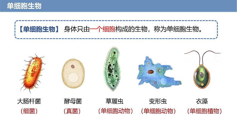 1.3.4 单细胞生物课件---2024-2025学年人教版(2024)生物七年级上册第3页