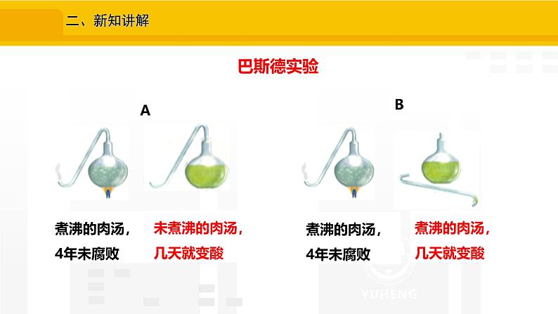 2.3.2 细菌 课件---2024-2025学年人教版(2024)生物七年级上册03
