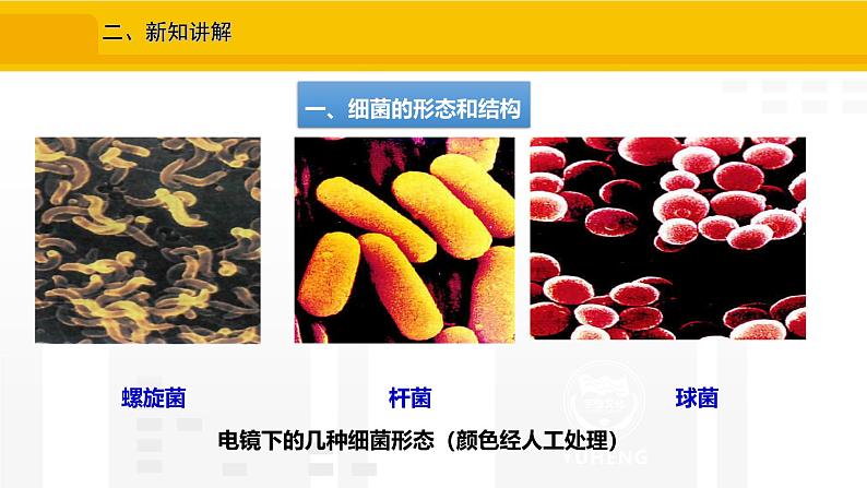 2.3.2 细菌 课件---2024-2025学年人教版(2024)生物七年级上册04