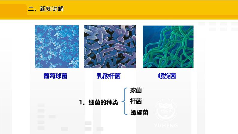 2.3.2 细菌 课件---2024-2025学年人教版(2024)生物七年级上册05
