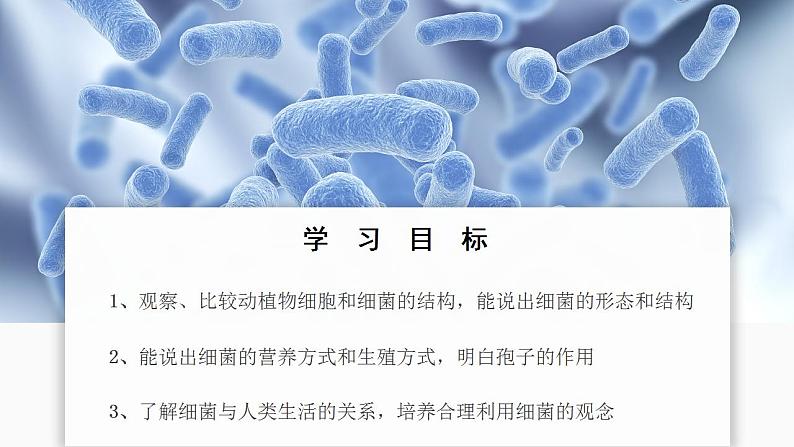 2.3.2 细菌 课件---2024-2025学年人教版(2024)生物七年级上册02
