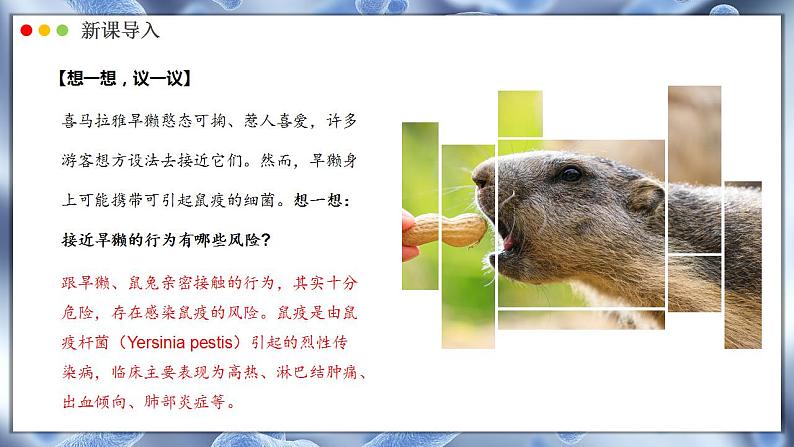 2.3.2 细菌 课件---2024-2025学年人教版(2024)生物七年级上册03