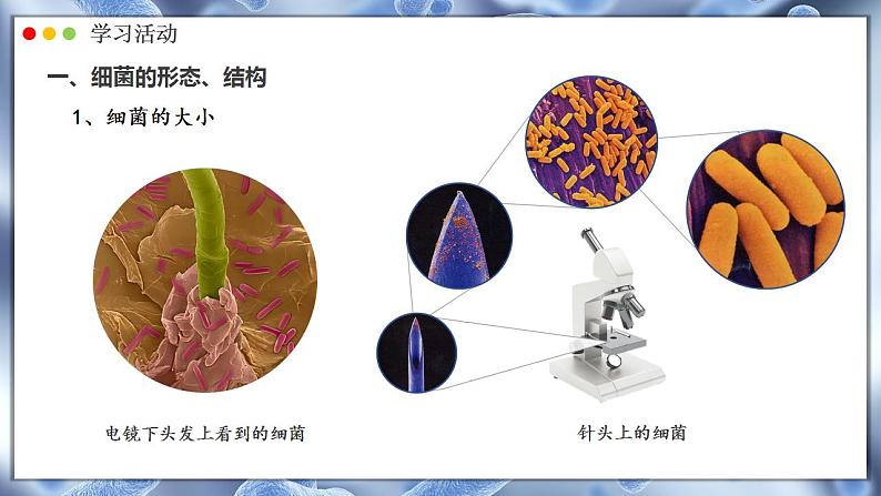 2.3.2 细菌 课件---2024-2025学年人教版(2024)生物七年级上册04
