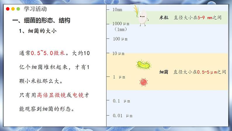 2.3.2 细菌 课件---2024-2025学年人教版(2024)生物七年级上册05