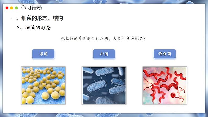 2.3.2 细菌 课件---2024-2025学年人教版(2024)生物七年级上册06