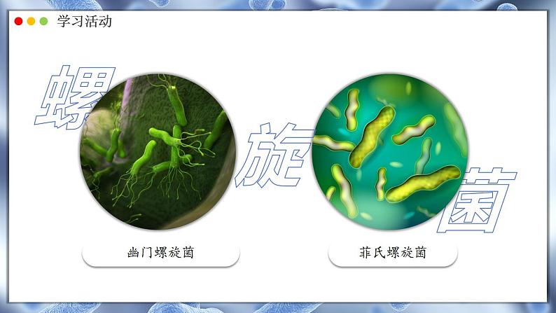 2.3.2 细菌 课件---2024-2025学年人教版(2024)生物七年级上册08
