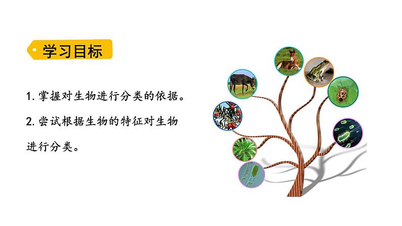 2.4.1 尝试对生物进行分类 课件---2024-2025学年人教版(2024)生物七年级上册02
