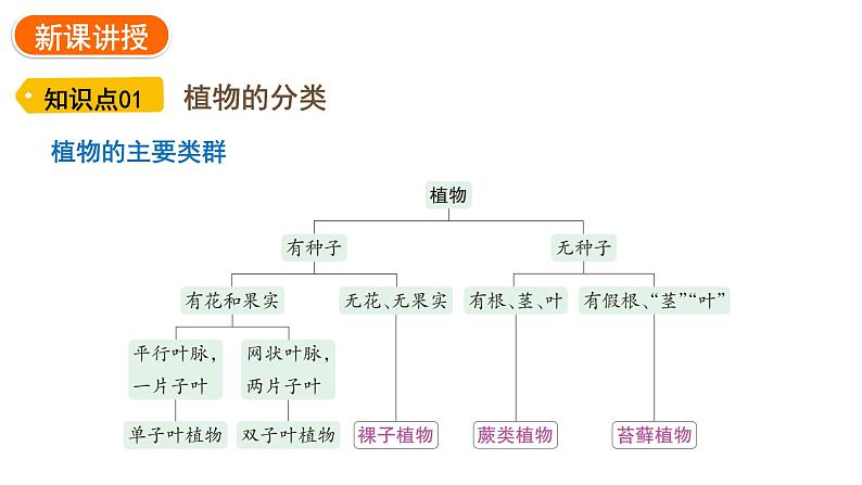2.4.1 尝试对生物进行分类 课件---2024-2025学年人教版(2024)生物七年级上册05
