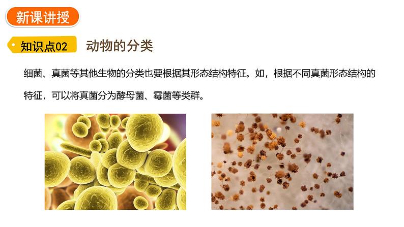 2.4.1 尝试对生物进行分类 课件---2024-2025学年人教版(2024)生物七年级上册08