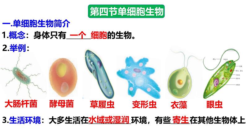 人教版生物七年级上册1.3.4《单细胞生物》(课件)第2页