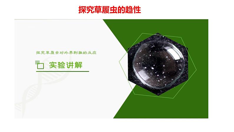 人教版生物七年级上册1.3.4《单细胞生物》(课件)第8页