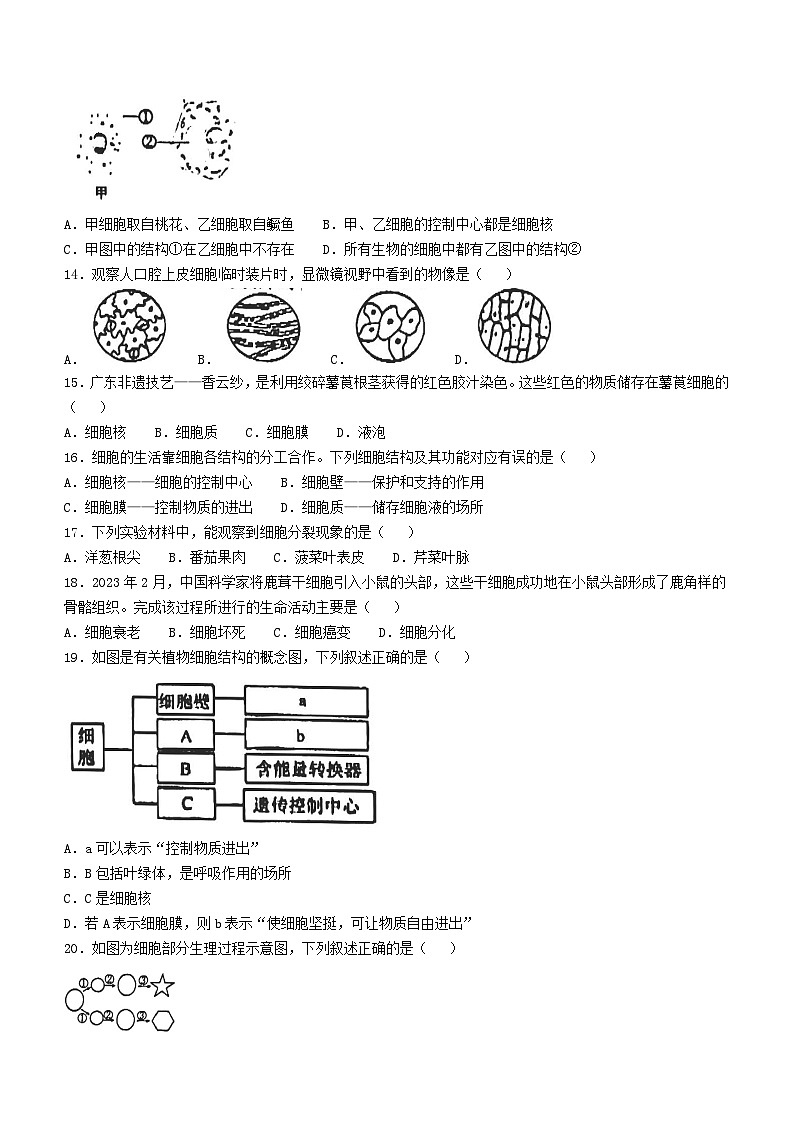 河南省周口市鹿邑县2024-2025学年七年级上学期10月月考生物试题第3页