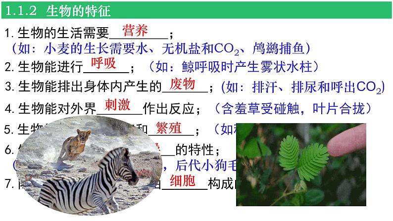 人教版(2024新版)七年级上册生物第一单元 生物和细胞 复习课件第6页