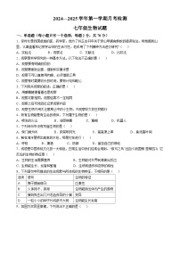 山东省聊城市冠县实验中学2024-2025学年七年级上学期第一次月考生物试题(无答案)