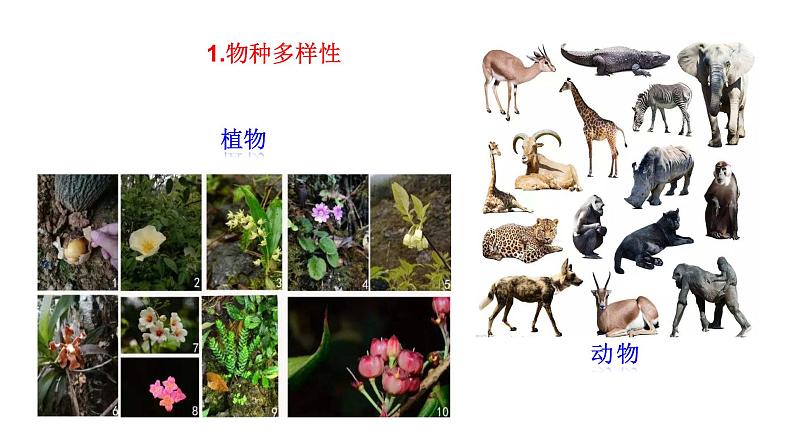 1.1.1 形形色色的生物 课件----2024-2025学年北师大(2024版)七年级生物上册第7页