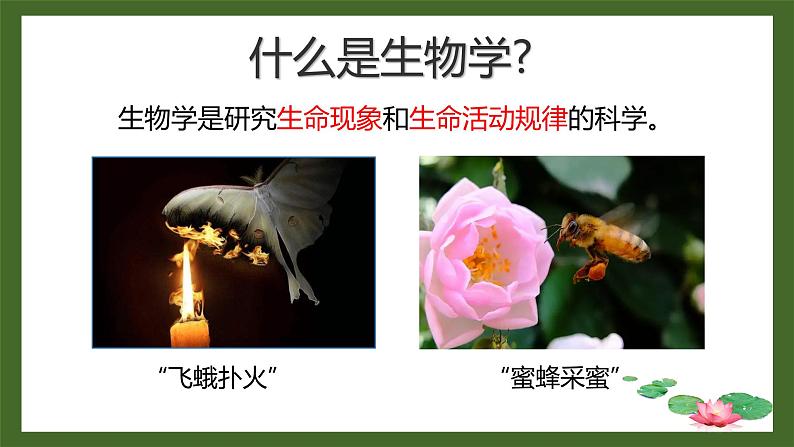 1.1.1形形色色的生物课件 2024-2025学年北师大(2024版)七年级生物上册第2页