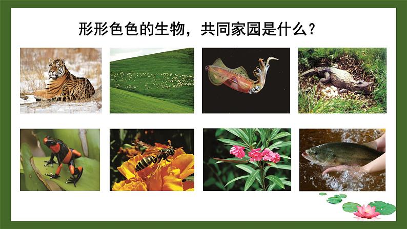1.1.1形形色色的生物课件 2024-2025学年北师大(2024版)七年级生物上册第4页