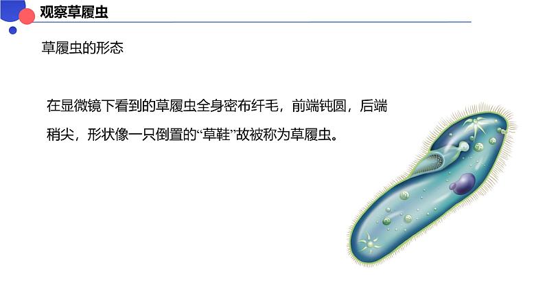 2.2.2细胞是生命活动的单位 课件----2024-2025学年北师大(2024版)七年级生物上册第3页
