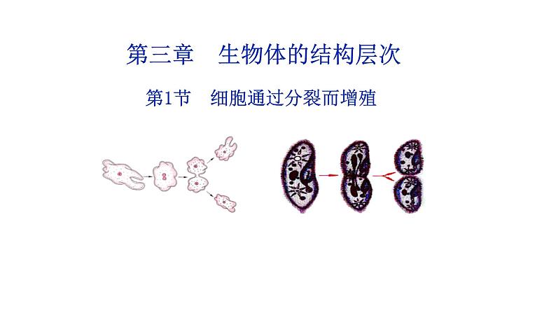 2.3.1 细胞通过分裂而增殖 课件 --2024-2025学年北师大(2024版)七年级生物上册01
