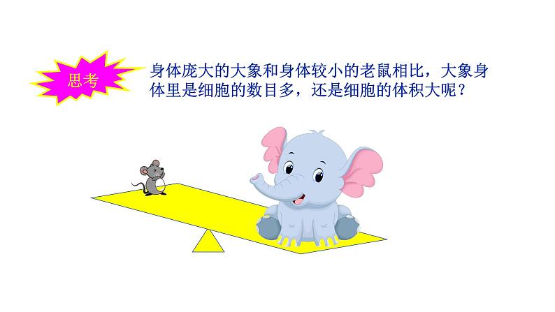 2.3.1 细胞通过分裂而增殖 课件 --2024-2025学年北师大(2024版)七年级生物上册02