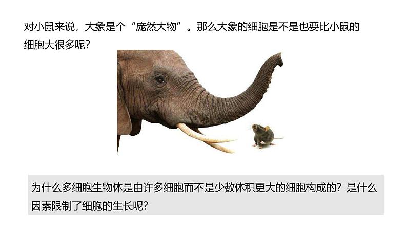 2.3.1 细胞通过分裂而增殖 课件--2024-2025学年北师大(2024版)七年级生物上册第5页