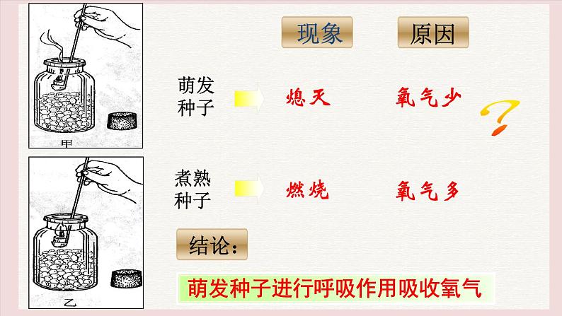3.4.2呼吸作用课件 ----2024-2025学年北师大(2024版)七年级生物上册第8页