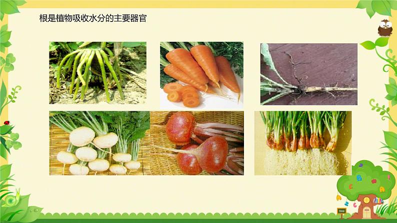 3.4.3 吸收作用 课件----2024-2025学年北师大(2024版)七年级生物上册06