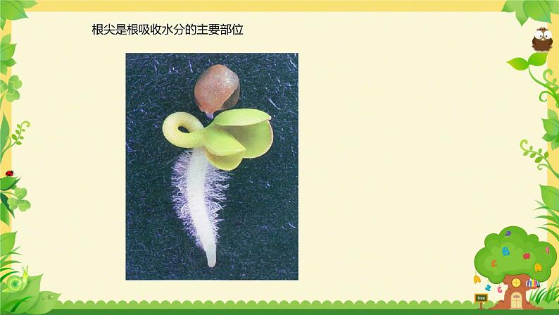 3.4.3 吸收作用 课件----2024-2025学年北师大(2024版)七年级生物上册07