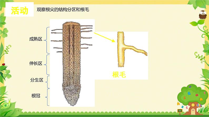3.4.3 吸收作用 课件----2024-2025学年北师大(2024版)七年级生物上册08