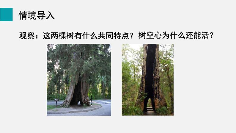 3.4.4 运输作用 课件-2024-2025学年北师大(2024版)七年级生物上册第2页