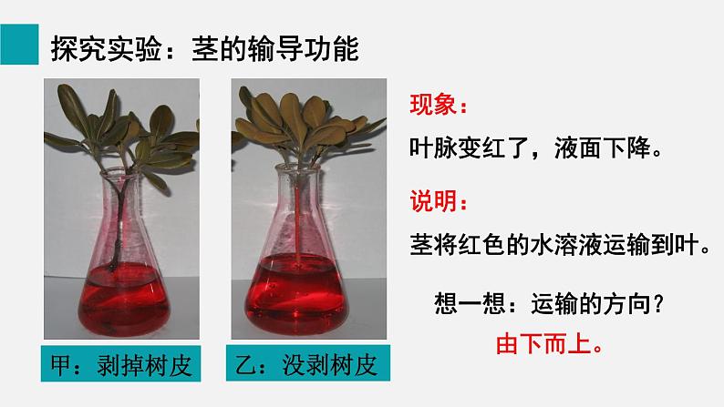 3.4.4 运输作用 课件-2024-2025学年北师大(2024版)七年级生物上册第6页