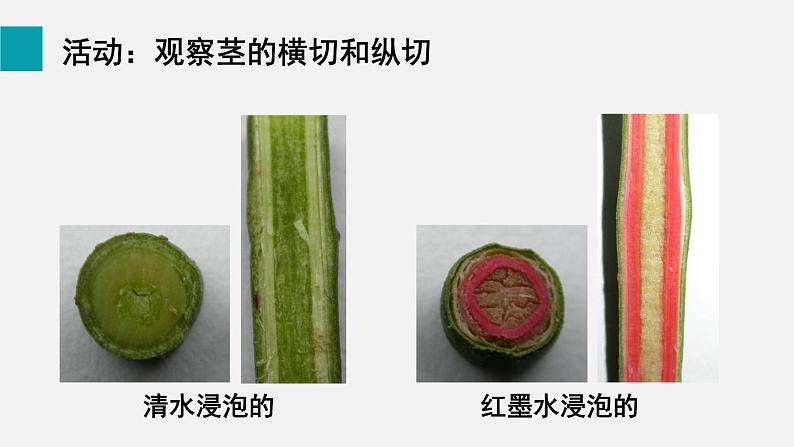 3.4.4 运输作用 课件-2024-2025学年北师大(2024版)七年级生物上册第7页