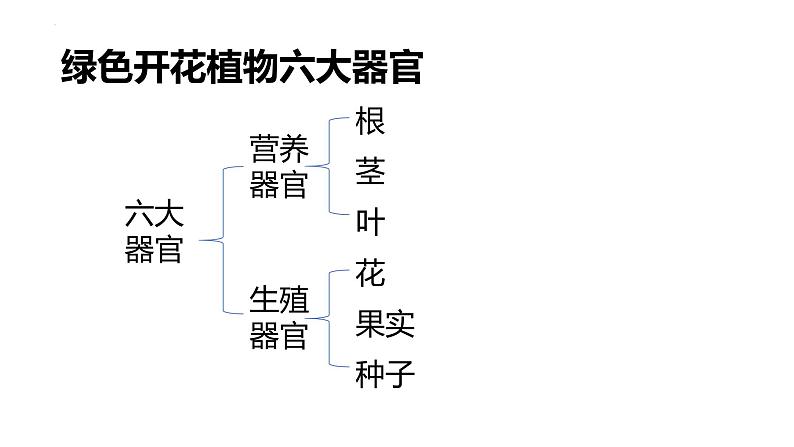 3.5.2营养器官的生长课件---2024-2025学年北师大(2024版)七年级生物上册第2页