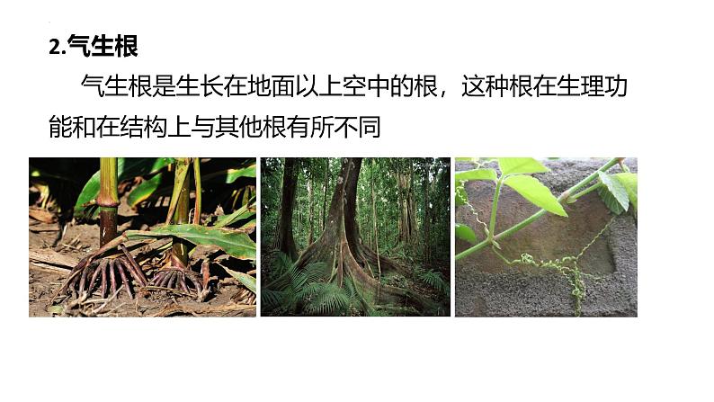 3.5.2营养器官的生长课件---2024-2025学年北师大(2024版)七年级生物上册第6页