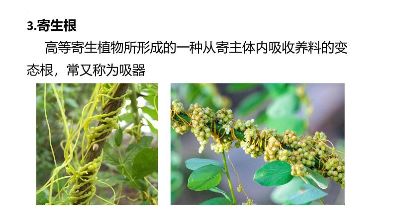 3.5.2营养器官的生长课件---2024-2025学年北师大(2024版)七年级生物上册第7页
