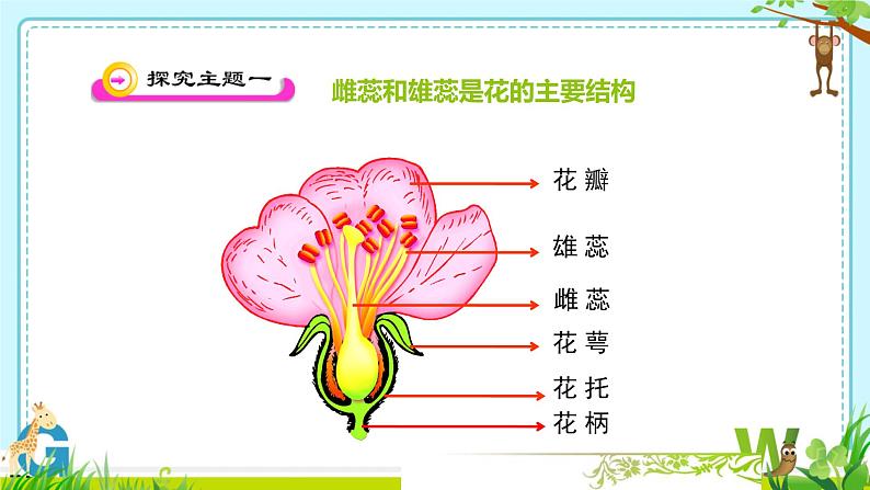 3.5.3 生殖器官的生长 课件--2024-2025学年北师大(2024版)七年级生物上册04
