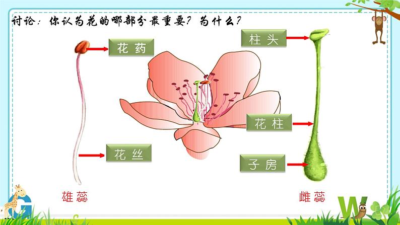 3.5.3 生殖器官的生长 课件--2024-2025学年北师大(2024版)七年级生物上册06